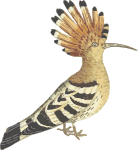 Hoopoe (isolated)